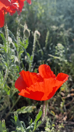 Spring wildflower walk documented in Bílina, Czechia