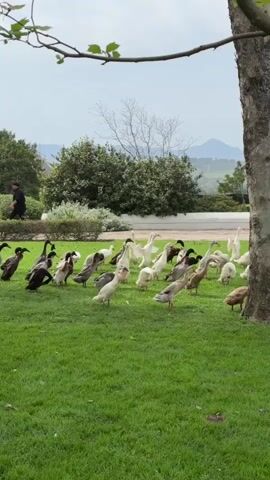 The video shows a flock of ducks on a grassy lawn. The ducks are of various colors, including white, brown, and black. They are standing and walking around on the grass. In the background, there are trees, bushes, and a hill with some buildings on it. The sky is overcast. There is a tree branch in the foreground on the left side of the frame, and a tree trunk on the right side of the frame. The video appears to be filmed outdoors.