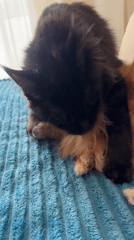 Cat grooms dog in affectionate moment in Sirius, Russia
