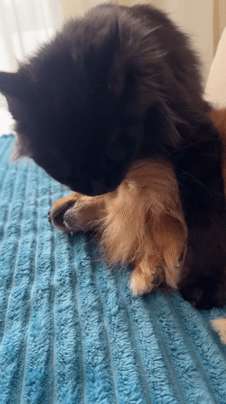 Cat grooms dog in affectionate moment in Sirius, Russia