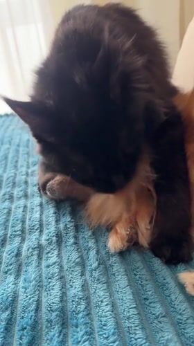 Cat grooms dog in affectionate moment in Sirius, Russia