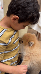 Boy and Pomeranian dog share quiet moments in Yerevan