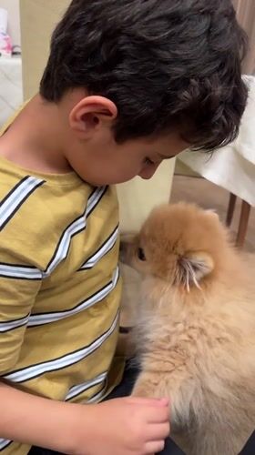 Boy and Pomeranian dog share quiet moments in Yerevan