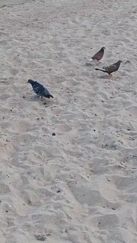 Three pigeons are visible on a sandy surface. One pigeon is in the lower left quadrant of the frame, facing left. Two other pigeons are further back and to the right. One of these pigeons is facing away from the camera and appears to be walking away. The other pigeon is facing towards the right side of the frame. The ground is composed of sand with visible footprints or indentations. The lighting suggests it is daytime.