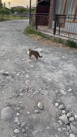 This media file captures a short video clip of a tabby cat on a gravelly ground. The cat is the primary subject, standing still and looking towards the camera at the beginning of the clip, then turning and walking away. The scene appears to be outdoors, with a building and a fence visible in the background. The ground is covered in small grey and white stones, with larger rocks scattered throughout. Some dry grass and weeds are present near the fence. The lighting suggests it is daytime, possibly late afternoon or early evening, given the soft, diffused light. The overall atmosphere is calm and natural, with no apparent human presence in the immediate vicinity. No visible text is present in the media file. The location context of Alakhadzi, Abkhazia, suggests a potentially coastal or rural setting.