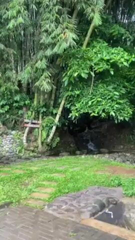 Certainly! Here's a detailed description of the video:

The video shows a serene outdoor scene, likely in a tropical or subtropical environment. The foreground consists of a paved pathway, possibly made of bricks or cobblestones, that is wet, suggesting recent rain. Adjacent to the pathway is a patch of lush green grass interspersed with stone stepping pads.

Behind the grass area, a small waterfall cascades down a rocky embankment, partially obscured by dense foliage. Towering bamboo stalks create a vertical backdrop, interspersed with other varieties of trees and shrubs, all contributing to a thick, green canopy.

To the left, a small, open-sided shelter or gazebo can be seen. It appears to be constructed primarily of bamboo and is furnished with a bench, providing a place to rest or observe the natural surroundings. Additionally, a red building is partially visible behind the bamboo structure.

The overall impression is one of tranquility and natural beauty, highlighting a well-maintained outdoor space designed to blend with the surrounding environment.