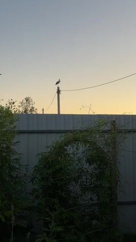 The video shows a bird perched on top of a utility pole against a pale sky. The bird is white with black markings and appears to be a stork. The utility pole is tall and slender with wires attached to it. Below the utility pole, there is a grey metal fence. In the foreground, there are green leafy branches of plants that obscure part of the fence. The lighting suggests it is either dawn or dusk.