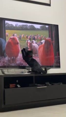 This is a short video clip of a black cat with a red collar intently watching a television screen. The screen displays a scene with a flock of sheep in what appears to be a barn or farm setting, with straw on the ground and wooden structures in the background. The lighting on the screen suggests it might be dusk or dawn. The cat is positioned on a dark media console directly in front of the television, with its back to the viewer. It is actively engaged with the images on the screen, reaching a paw out towards it in one frame. The room itself is simply furnished, with a plain wall behind the television and a tile floor in the foreground. The overall mood is one of curiosity and perhaps amusement, as the cat's focus is entirely on the sheep on the television. There is no visible text in the video. The provided location context is Pa Khlok, Thailand.
