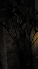 Nighttime scenes captured around Curitiba show urban lighting, plants