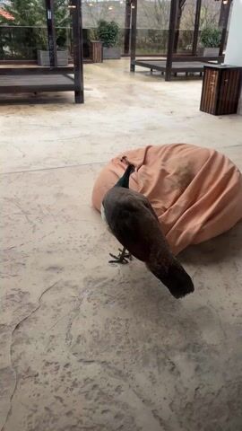 The video shows a peacock standing on a stone-like surface next to an orange beanbag chair.  The peacock is brown with a small white patch, and it has a short crest on its head. The stone surface is patterned. In the background, there is a wooden structure with tables and benches, and some greenery can be seen. The setting seems to be an outdoor patio or similar area. The camera is relatively still.