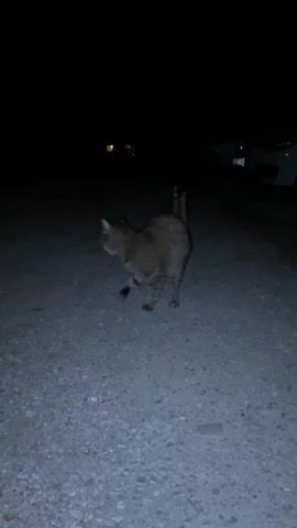 The video depicts a cat walking towards the camera at night. The cat is grey-brown with tabby markings, and its eyes appear to glow. The cat is walking on a light-colored gravel surface, and the background is dark. The sound of someone coaxing the cat can be heard. A couple of unidentifiable lights are seen in the background.