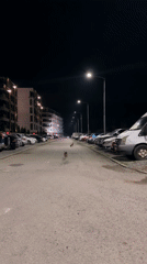 Rabbits spotted in urban Pernik streets and parking lots