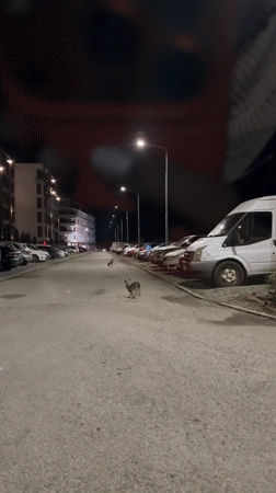 Rabbits spotted in urban Pernik streets and parking lots