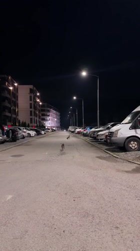 Rabbits spotted in urban Pernik streets and parking lots