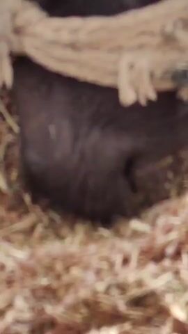 The video shows a close-up of a dark-colored buffalo with a thick rope around its head, feeding on what appears to be hay or straw on the ground. The buffalo's head is lowered as it eats, and its large brown eye is visible. The rope is tied in a knot, and strands of it are frayed. The ground is covered in a layer of dry, shredded plant material.