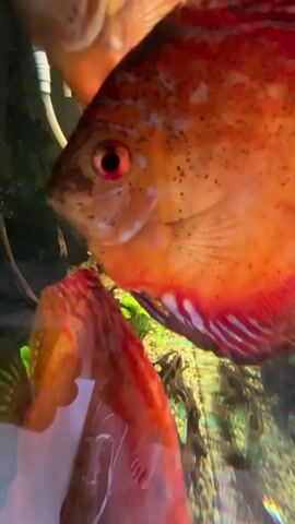 The video shows a close-up view of several discus fish swimming in an aquarium. The fish are brightly colored with orange, red, and white patterns. Their eyes are visible, and they appear to be healthy. The water is clear, and there are some plants and decorations in the background. The camera moves around, providing different angles of the fish.