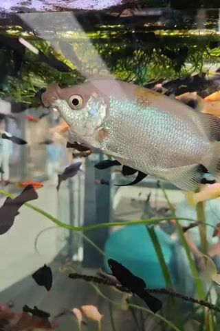 The video shows a close-up of a pearl gourami fish swimming in an aquarium. The fish is silver with a pinkish hue and has a distinctive protrusion on its nose. It is surrounded by many smaller, dark-colored fish, likely mollies or tetras, which are swimming around it. The aquarium contains green aquatic plants, and the background is slightly blurred, showing what appears to be people in the distance. The lighting is bright, highlighting the iridescence of the gourami's scales.