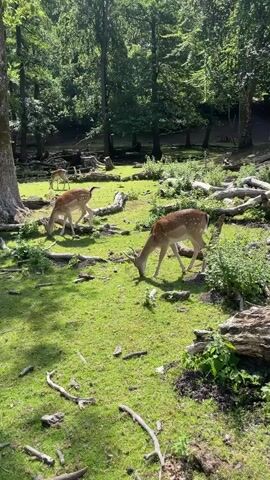 The video shows a serene forest clearing bathed in sunlight. Several spotted deer, also known as fallow deer, are grazing peacefully on the lush green grass. The deer are mostly brown with white spots, characteristic of their species. One deer in the foreground is captured in profile, its head bent low as it munches on grass. Its antlers are visible, suggesting it is a male deer. Another deer stands slightly further back, also grazing. In the background, more deer are visible, along with the dense foliage of a forest. The ground is covered with grass and fallen branches, adding to the natural, untamed ambiance of the scene. The lighting suggests it is daytime, possibly midday, given the strong sunlight filtering through the trees and creating shadows on the grass. There are no people or human-made objects prominently featured in the video. The overall impression is one of tranquility and the natural beauty of wildlife in its habitat.
