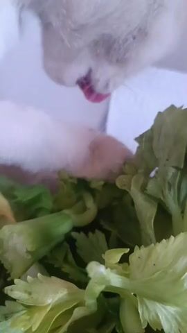 A close-up video shows a white animal, likely a cat, nibbling on a pile of green celery stalks. The animal's head and paws are visible as it interacts with the vegetables. The background is blurred, with hints of white and light brown surfaces, suggesting an indoor setting. The focus is on the animal's gentle interaction with the celery.