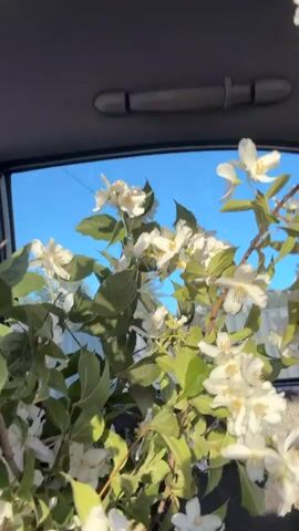 The video shows a close-up of a bouquet of white flowers with green leaves, seen from inside a vehicle. The flowers are in the foreground and take up most of the frame, with some slightly out of focus. Through the window behind the flowers, a clear blue sky and some distant trees and a road are visible. The interior of the vehicle is dark, suggesting the perspective is from the back seat looking forward or from the front passenger seat. A dark grey handle is visible on the ceiling of the car. The camera appears to be moving slightly, causing a gentle sway in the flowers.