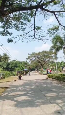 This is a vertical, first-person perspective video taken from a moving motorcycle on a paved road. A large tree with dense foliage dominates the center of the frame. There are smaller trees and bushes on either side of the road, along with some power lines overhead. Several other motorcycles and a small cart are visible on the road. The sky is clear and blue with a few wispy clouds. The overall scene appears to be a rural or suburban area on a sunny day.