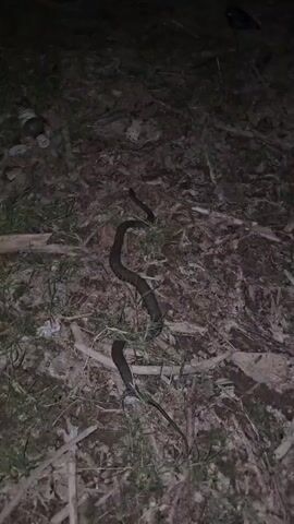 A dark-colored snake is coiled and moving on the ground. The ground is covered in dirt, grass, and debris, including what appears to be a plastic bottle and some sticks. The lighting is dim, suggesting it is nighttime or a very dark environment.