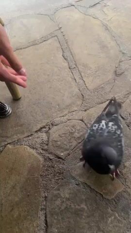 A pigeon pecks at the ground on a stone patio. A person's hand enters the frame and gestures toward the pigeon.