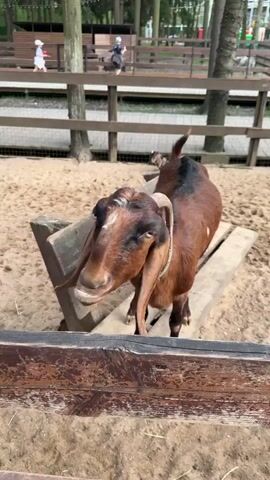 A brown goat is standing inside a pen and is being fed a piece of carrot by a person who is standing outside the pen. The pen has a sandy floor and is made of wooden posts and chicken wire. The goat has long, floppy ears and a white marking on its forehead. There is a wooden bench behind the goat. There are people walking around in the background.