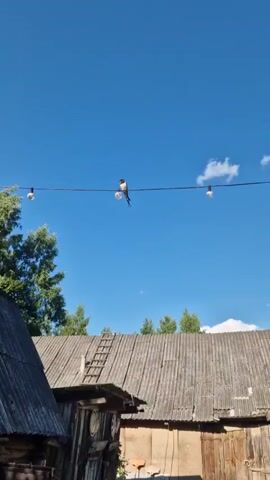 A low-angle medium shot captures a bird perched on a wire strung between two lightbulbs against a clear blue sky with a few scattered clouds. The wire extends horizontally across the frame. Below the wire, the rustic, weathered wooden roof of a building dominates the lower half of the image. A wooden ladder leans against the roof on the left side of the frame. Trees are visible in the background behind the building. The scene appears to be outdoors on a sunny day.