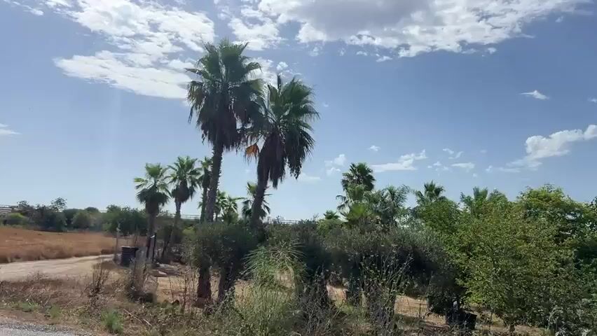 The video shows a landscape with palm trees, bushes, and a dry, grassy field under a blue sky with clouds. The camera is moving, suggesting it is being filmed from a vehicle. There are no people or animals visible in the footage. The vegetation appears to be in a dry, possibly arid or Mediterranean climate.