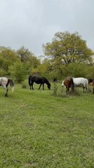 Horses graze in Georgian meadow under overcast morning sky