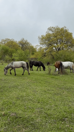 Horses graze in Georgian meadow under overcast morning sky