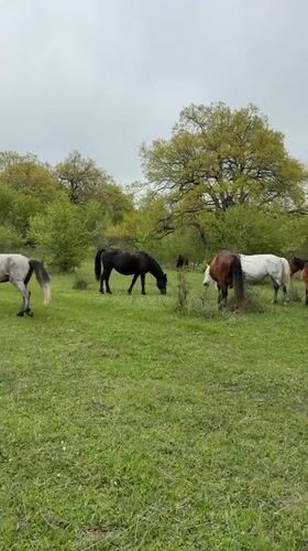 Horses graze in Georgian meadow under overcast morning sky