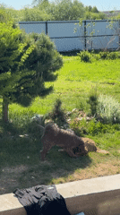 Two dogs relax in sunny Emel'yanovo garden