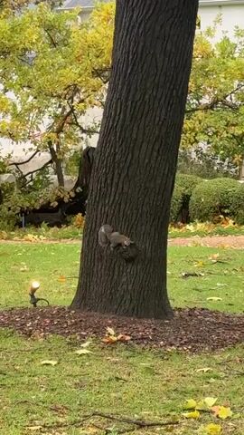 A squirrel is on a tree trunk in a lawn. The squirrel is light brown and grey with a bushy tail. The tree trunk is dark and textured. The lawn is green with brown mulch around the base of the tree, and there are a few yellow leaves scattered around. There is a small light fixture on the ground near the tree. In the background, there are other trees and bushes.