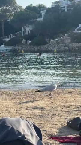 A seagull stands on a sandy beach near the water. People are swimming and floating in the sea in the background. Buildings and trees are visible on a hill overlooking the beach.