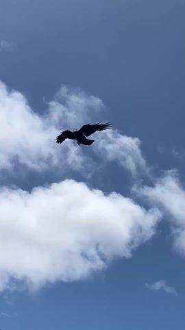 A bird, dark against the blue sky, dives down to land on rocky terrain covered with green vegetation. The bird, its wings outstretched, comes to rest on the ground.