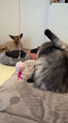 Cat plays and grooms while dog naps at home in Saint Vith