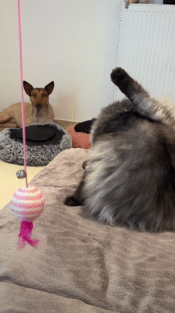 Cat plays and grooms while dog naps at home in Saint Vith