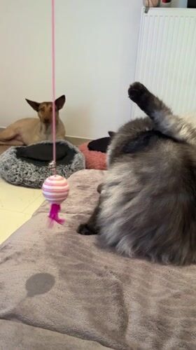 Cat plays and grooms while dog naps at home in Saint Vith