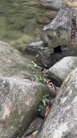 The video shows a small, clear stream flowing between large, moss-covered rocks.  The water is shallow enough to see the bottom of the stream in places. A fallen log rests partially submerged in the water. In the distance, a yellow buoy and a white rope are visible spanning the width of the stream. The sound of rushing water is audible.