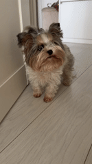 Small dog with hair tie spotted in Khimki