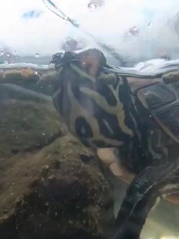 A close-up shot shows a red-eared slider turtle's head and upper body submerged in water. The turtle's distinctive yellow and black stripes are visible on its head. It appears to be near a rock or some substrate in an aquarium, with bubbles on the water's surface. The lighting suggests an indoor environment, possibly a home aquarium.