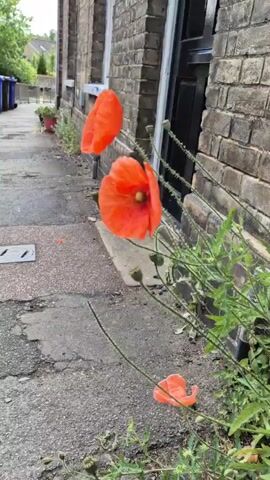 The video captures a close-up view of several red-orange poppies growing alongside a brick building. The flowers, with their vibrant petals and green stems, gently sway in what appears to be a light breeze. In the immediate foreground and background, more green foliage and unopened poppy buds are visible. The building features dark brown or black window/door frames and is constructed from light brown bricks. Adjacent to the building is an asphalt or concrete path, showing some cracks and debris. In the distance, other similar buildings and some potted plants can be seen. The scene depicts a quiet, natural moment in what appears to be an urban or suburban setting, likely in West Suffolk, United Kingdom, given the provided context. The lighting suggests it is daytime. No people or visible text are present in the video.