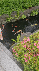 Colorful koi pond documented in Taito, Japan