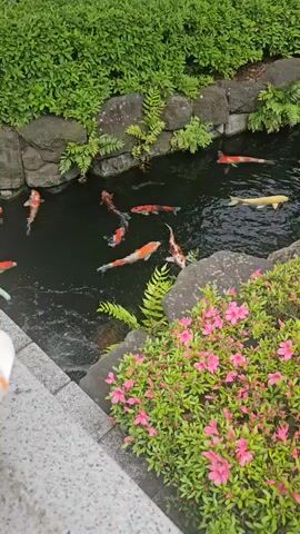 The video shows a small pond surrounded by landscaping. The pond contains a school of colorful koi fish. The pond is lined with stones, and green plants and pink flowers grow nearby. The video is shot from a slightly elevated angle, looking down into the pond. The colors of the fish and flowers are bright and vibrant.  There is speech heard in the background.