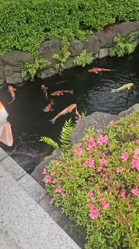 Colorful koi pond documented in Taito, Japan