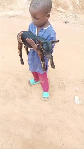 A young child, likely a boy, stands on a dirt path holding a small black and brown goat. The child is wearing a blue patterned shirt, maroon pants, and light blue sandals. The child is looking down at the goat, cradling it in their arms. The goat appears to be a kid, likely a few weeks old, with large ears and a dark coat with some reddish-brown markings. The child's hands are around the goat's body, supporting it. The background consists of more dirt and some dry vegetation. The lighting suggests it is daytime, possibly overcast or in the shade.