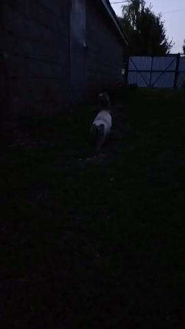 A fluffy, white cat with dark markings on its face walks slowly towards the camera in a dimly lit outdoor area. The cat is in the center of the frame and appears to be in a grassy yard. To the left of the cat is a dark-colored, wooden structure that looks like a shed or garage. To the right, a section of a metal fence is visible. The overall lighting suggests it is either dawn or dusk.