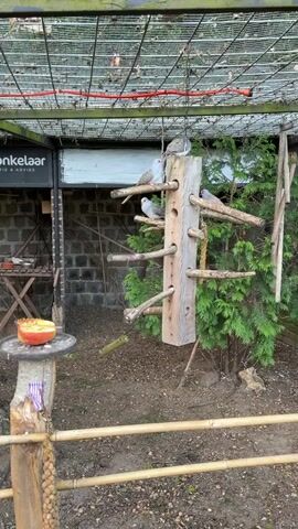 The video shows an outdoor aviary with several birds perched on a wooden structure that resembles a tree with branches. The structure is positioned in the center of the frame. In the foreground, a wooden fence is visible. To the left of the wooden structure, there is a brick wall and a table with a half-eaten apple on a plate. The ground is covered with wood chips and scattered leaves. The aviary appears to be enclosed by a wire mesh roof.